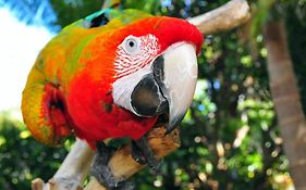 The Parrot Place - The Parrots Nest